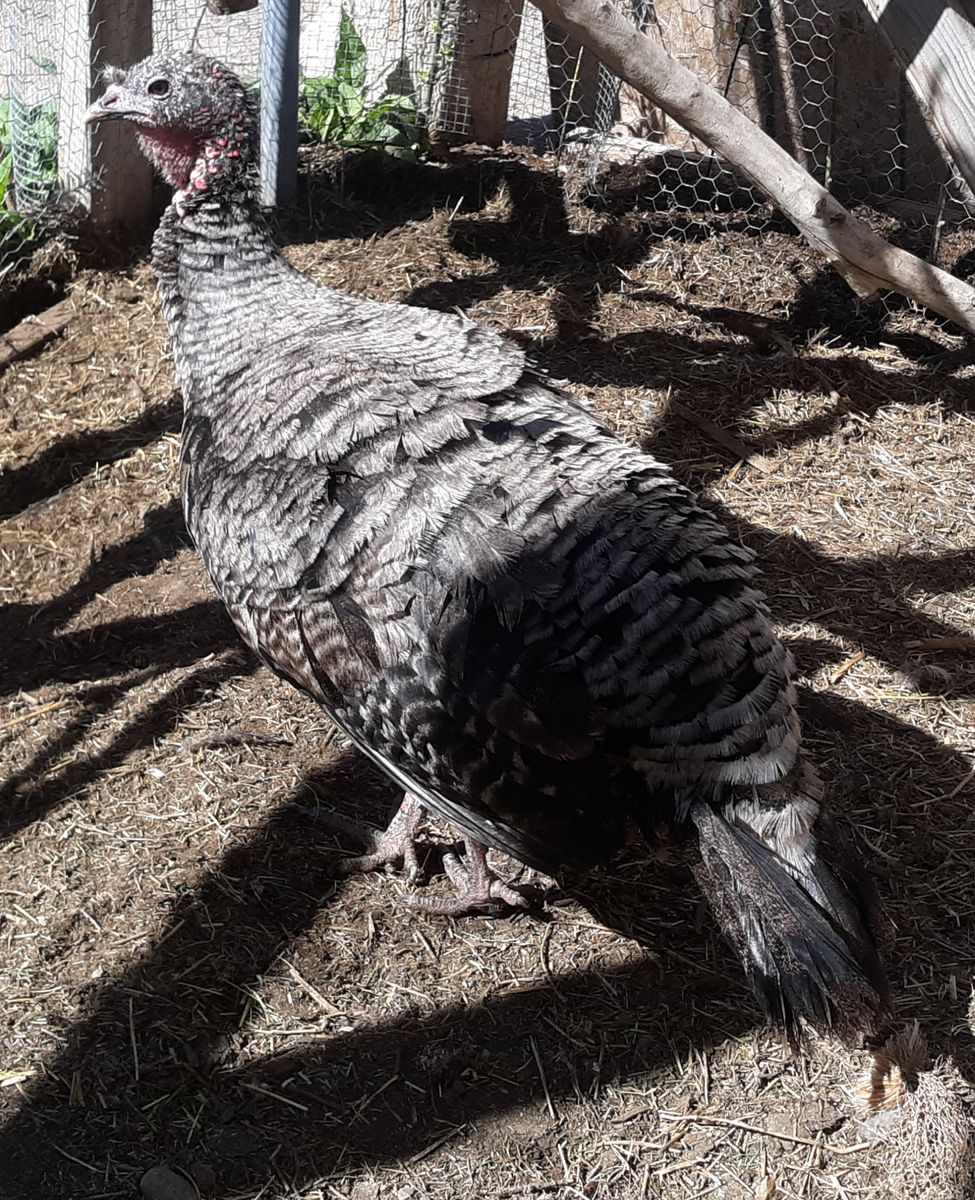 Female turkey