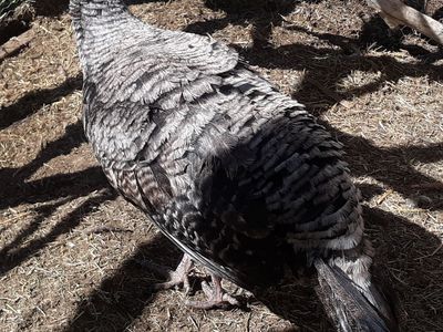 Female turkey