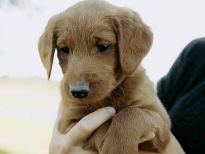 Adorable F1 Red Labradoodle Puppies Ready for Their Forever Homes!