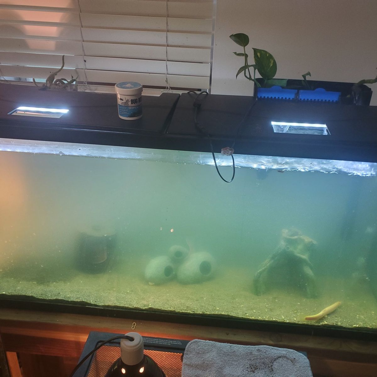 55 gallon fish tank and stand