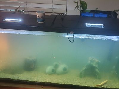 55 gallon fish tank and stand