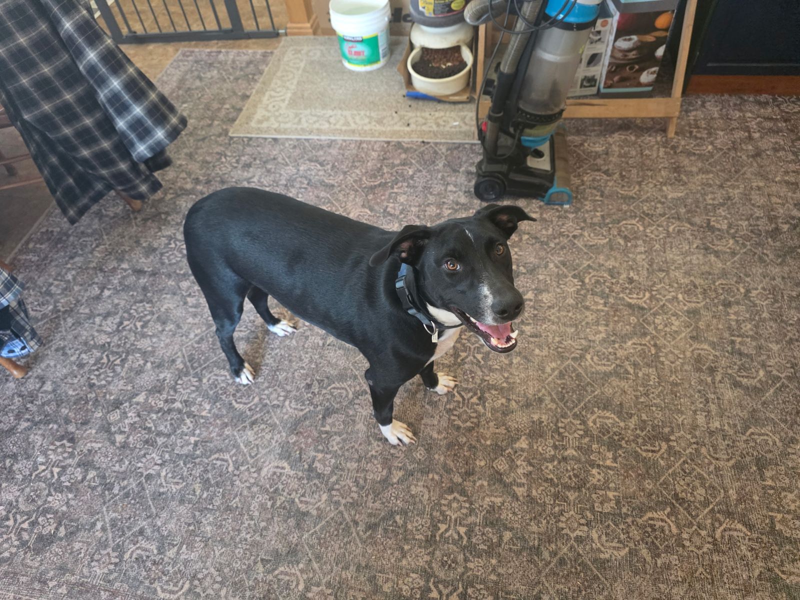 Free Lab / Collie Mix 1.1 year male neutered