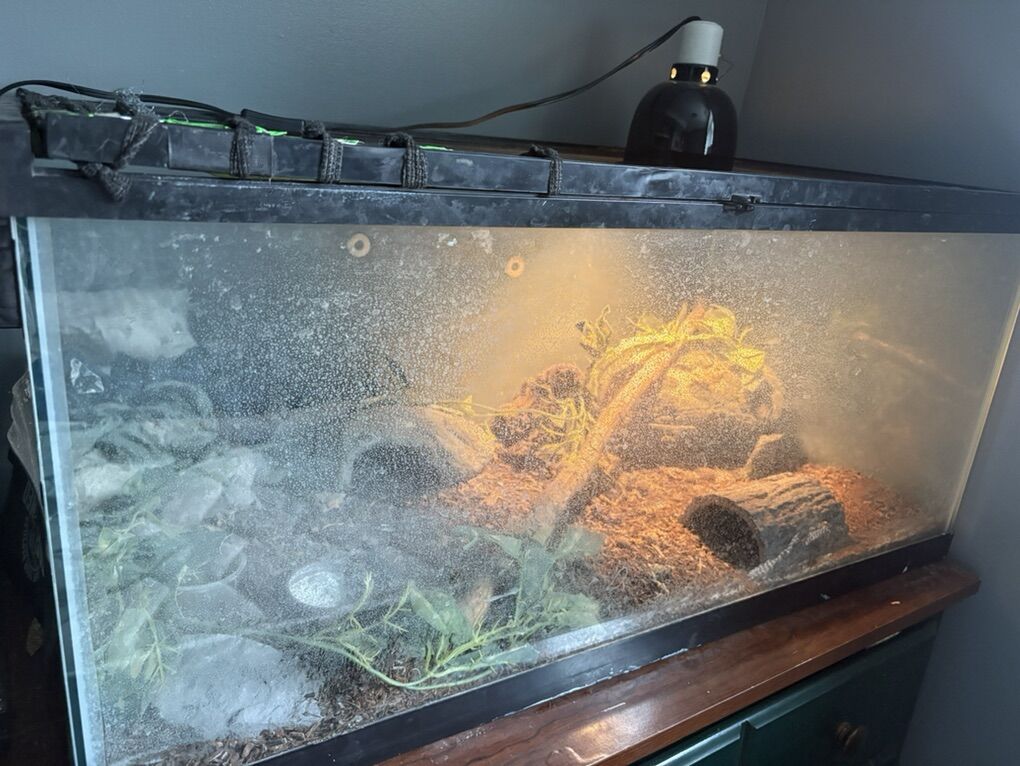 Leapord Gecko With Enclosure