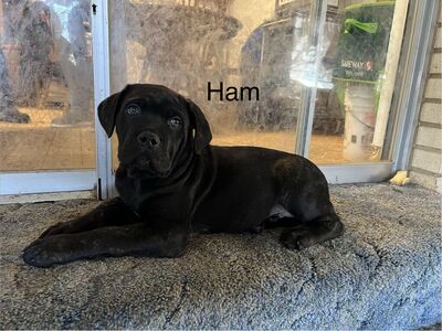 Cane Corso Puppies For Sale
