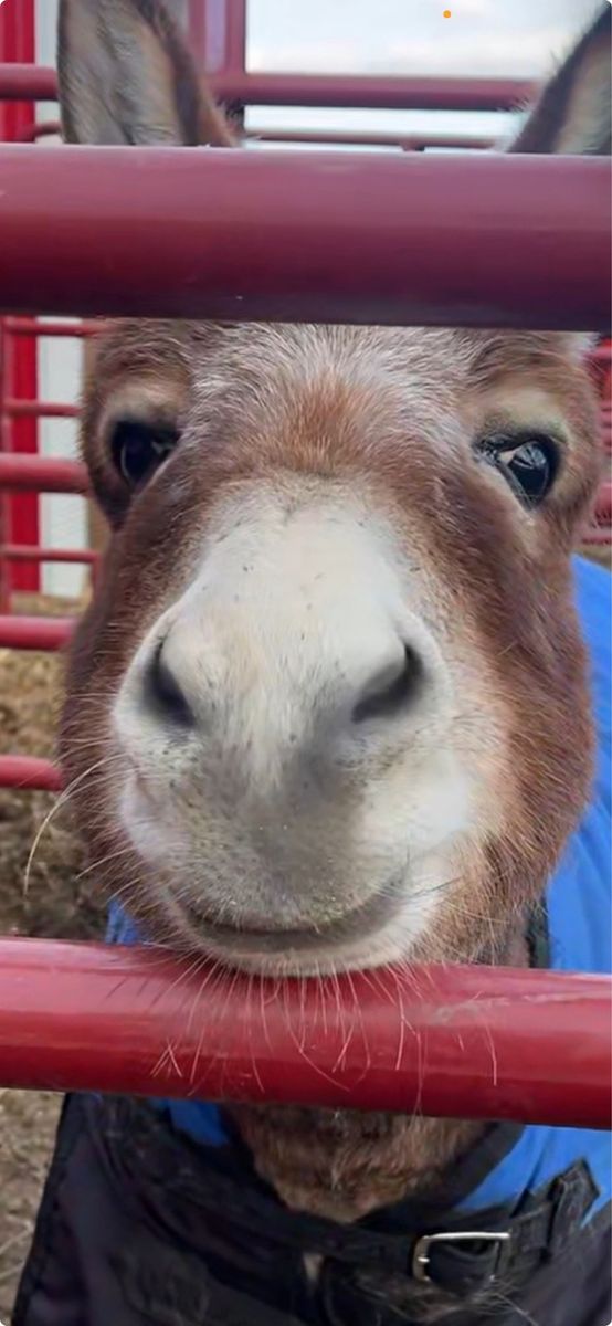 Amazing REGISTERED Mediterranean Mini Jack