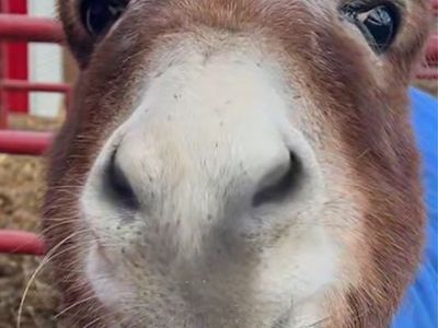 Amazing REGISTERED Mediterranean Mini Jack