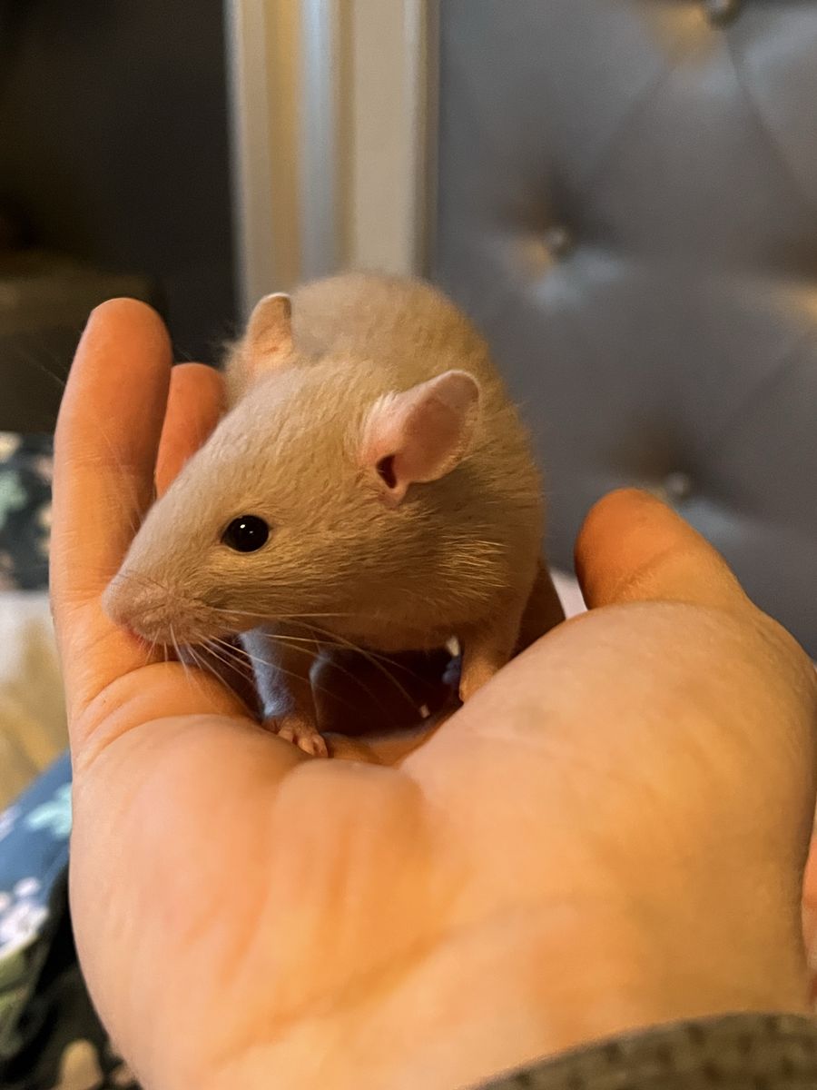 Baby rats 6 males left