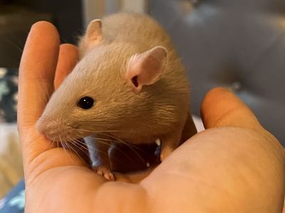 Baby rats 6 males left