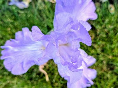 Iris rhizomes