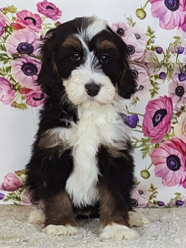 Boy Barkis - Tricolor Mini Bernedoodle $2200