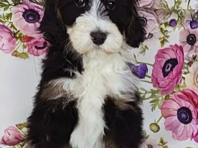 Boy Barkis - Tricolor Mini Bernedoodle $2200