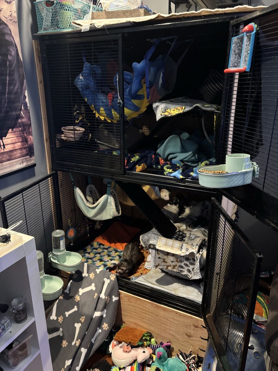 Two Tier Critter Nation Cage And tons of Accesory