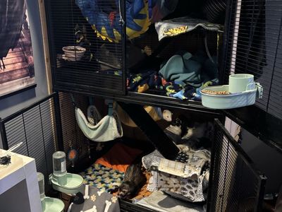 Two Tier Critter Nation Cage And tons of Accesory