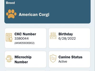 CKC Registered American Corgi Male Stud - CL MEMPHIS RAYNES