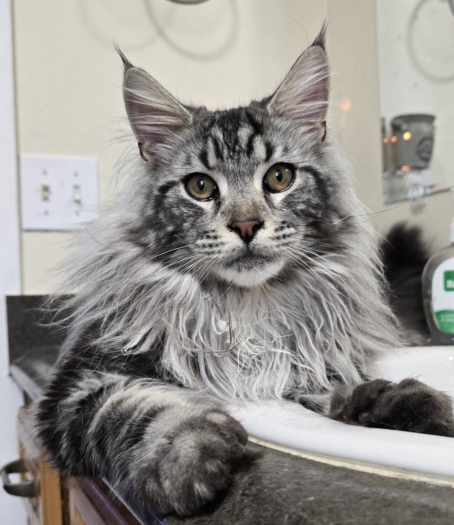 Future Maine Coon Stud Service