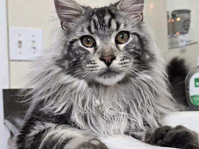 Maine Coon Stud Service