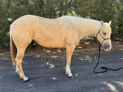 Broodmare