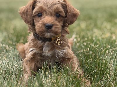 Adorable Male Goldendoodle Puppy - Ready for a Forever Home! Hypoallergenic