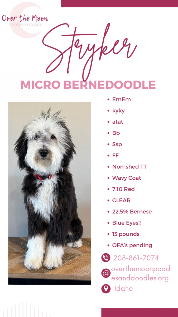 Micro Bernedoodle Stud Stryker