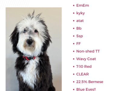 Micro Bernedoodle Stud Stryker