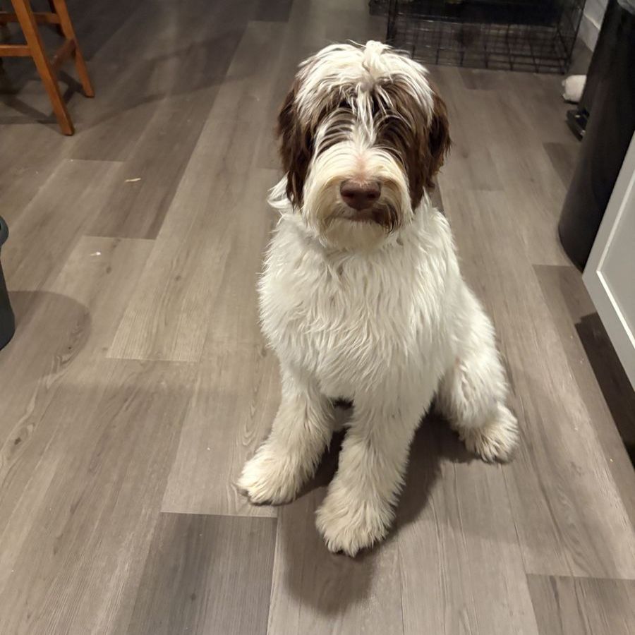 Male Bernedoodle