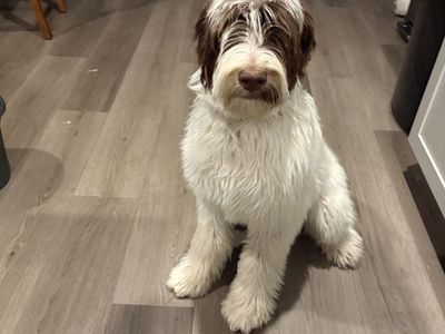 Male Bernedoodle