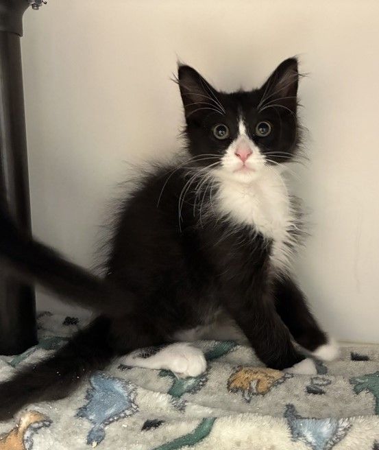 A164388 Cookie is Available for Adoption!