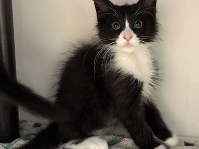 A164388 Cookie is Available for Adoption!