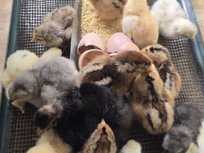 60 Chicks