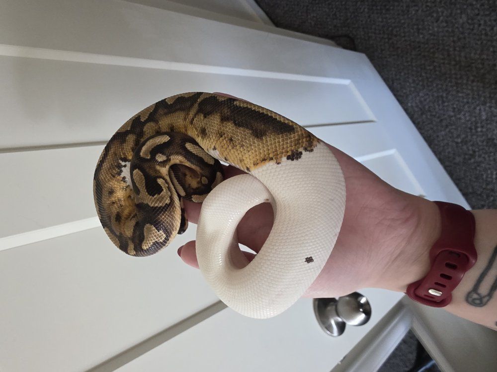 Male Pied Ball Python w/ Enclosure & All Supplies