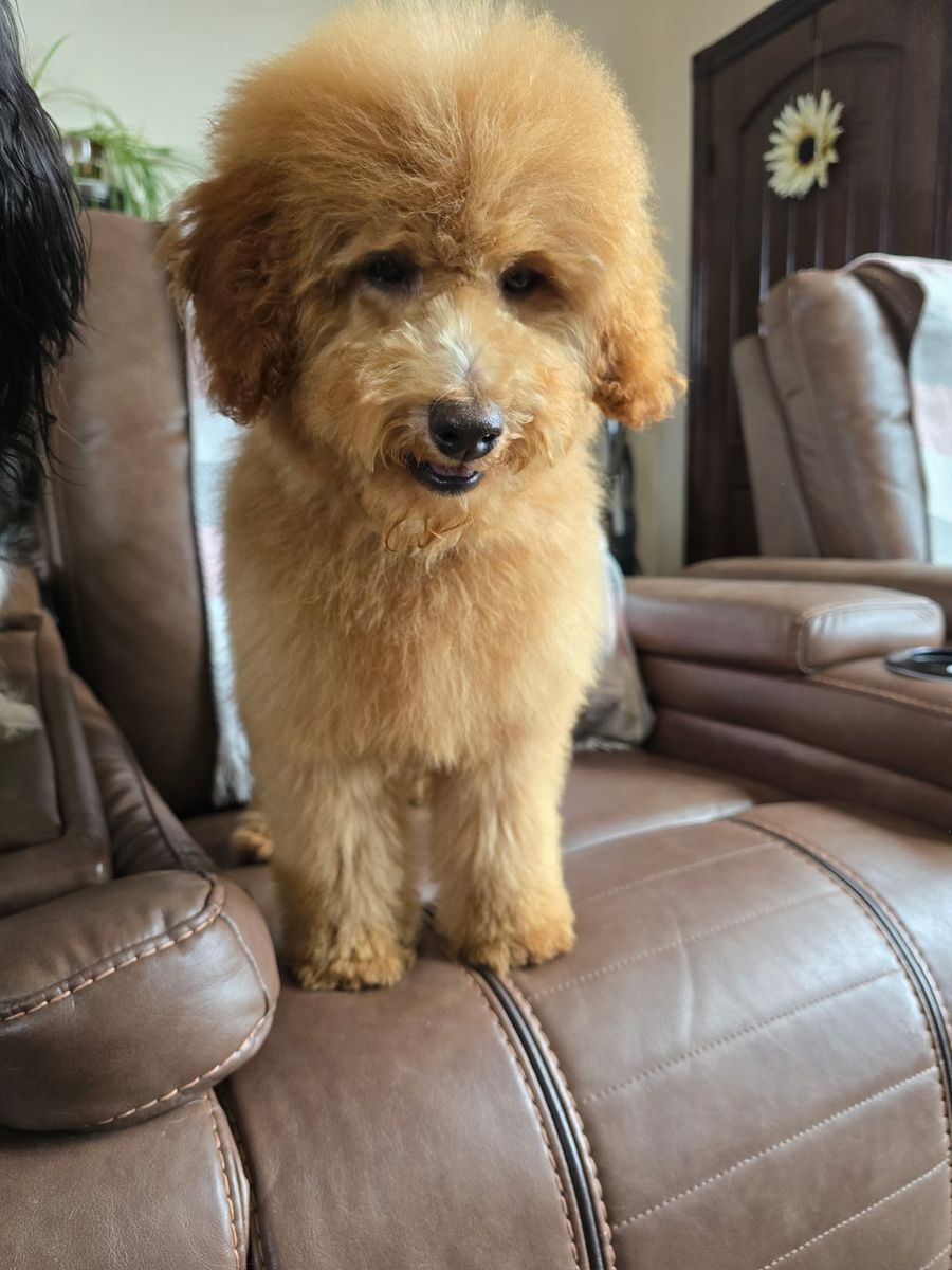 Poodle AKC Registered Hypoallergenic