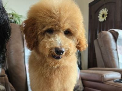 Poodle AKC Registered Hypoallergenic