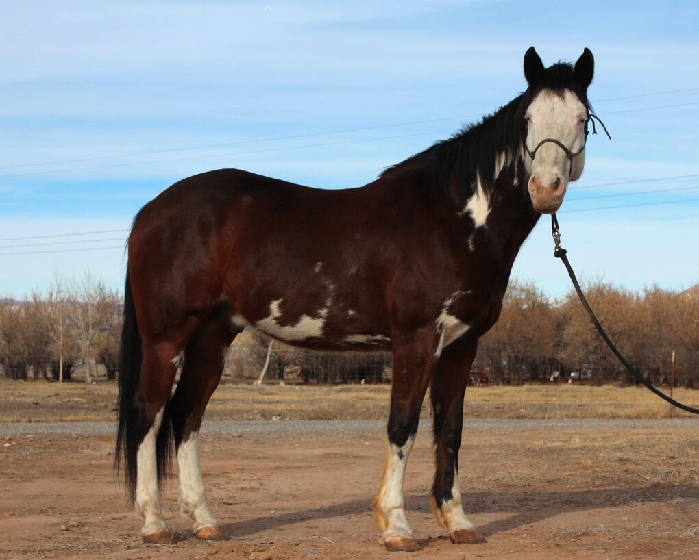 APHA Gelding, Heza Fancy Cruizer