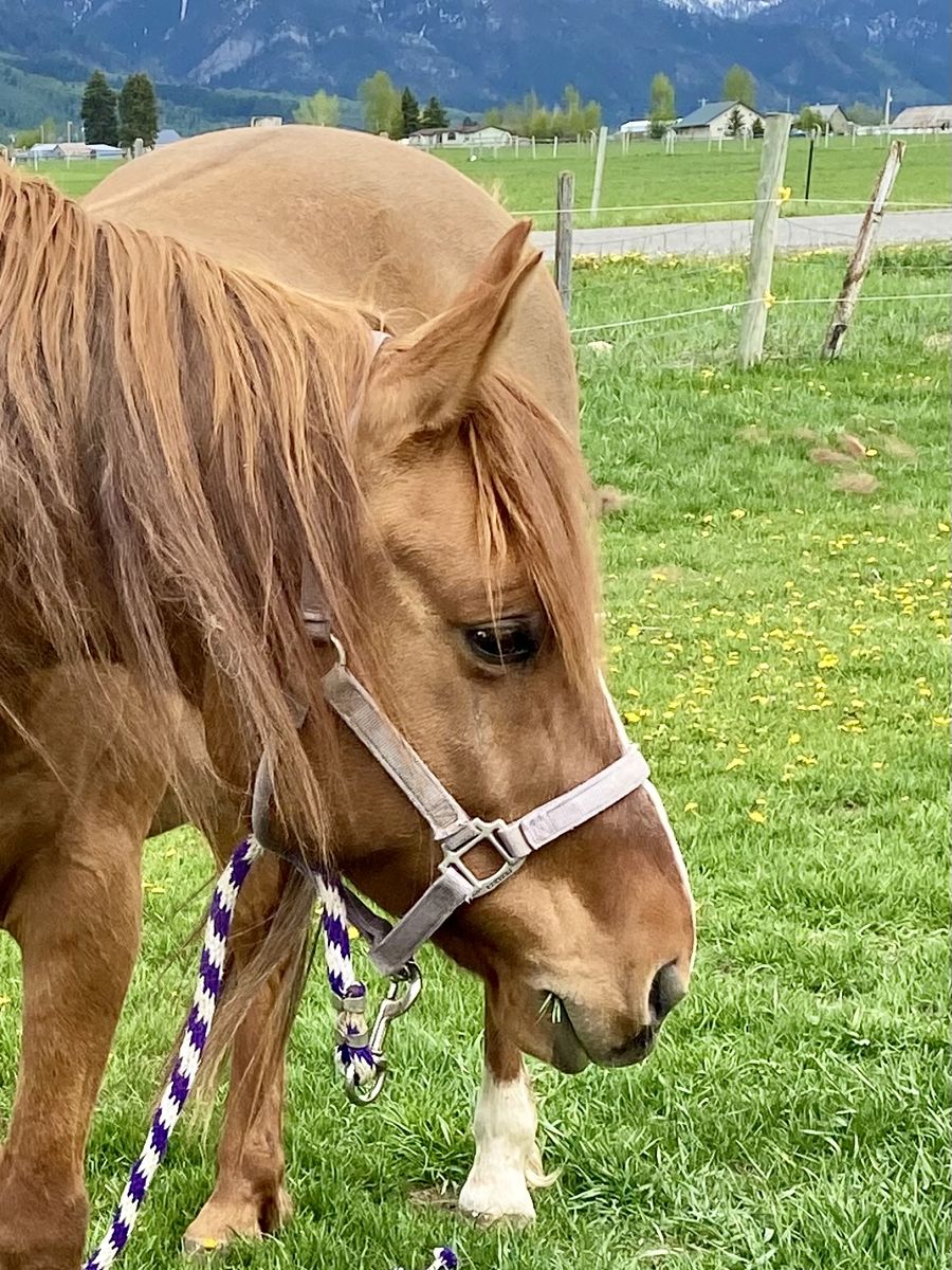 Red Dunn 13 year old gelding. 14-2 hands
