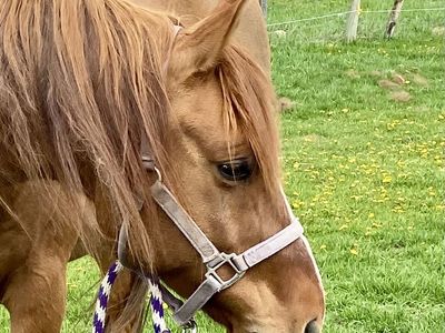 Red Dunn 13 year old gelding. 14-2 hands