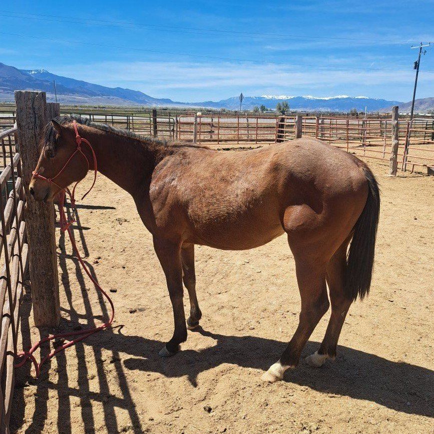 2 year old AQHA pitzer bred filly