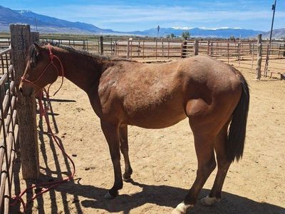2 year old AQHA pitzer bred filly