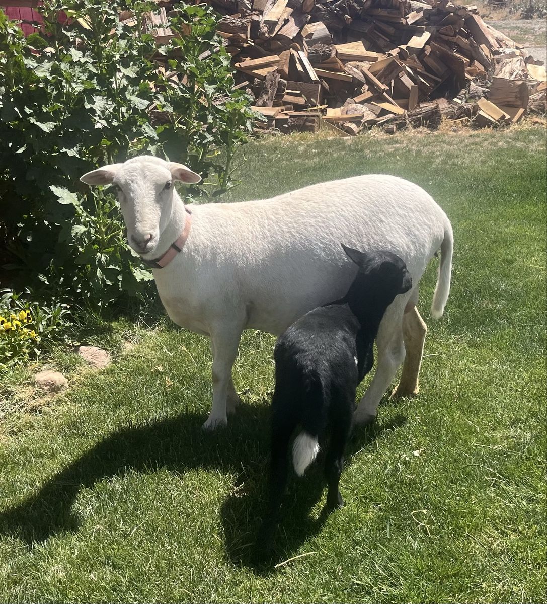 Pet Katahdin Hair Sheep & Lamb - Low Maintenance, Excellent Mother, Parasite Resistant. Can be sold together or separate.