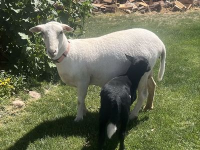 Pet Katahdin Hair Sheep & Lamb - Low Maintenance, Excellent Mother, Parasite Resistant. Can be sold together or separate.