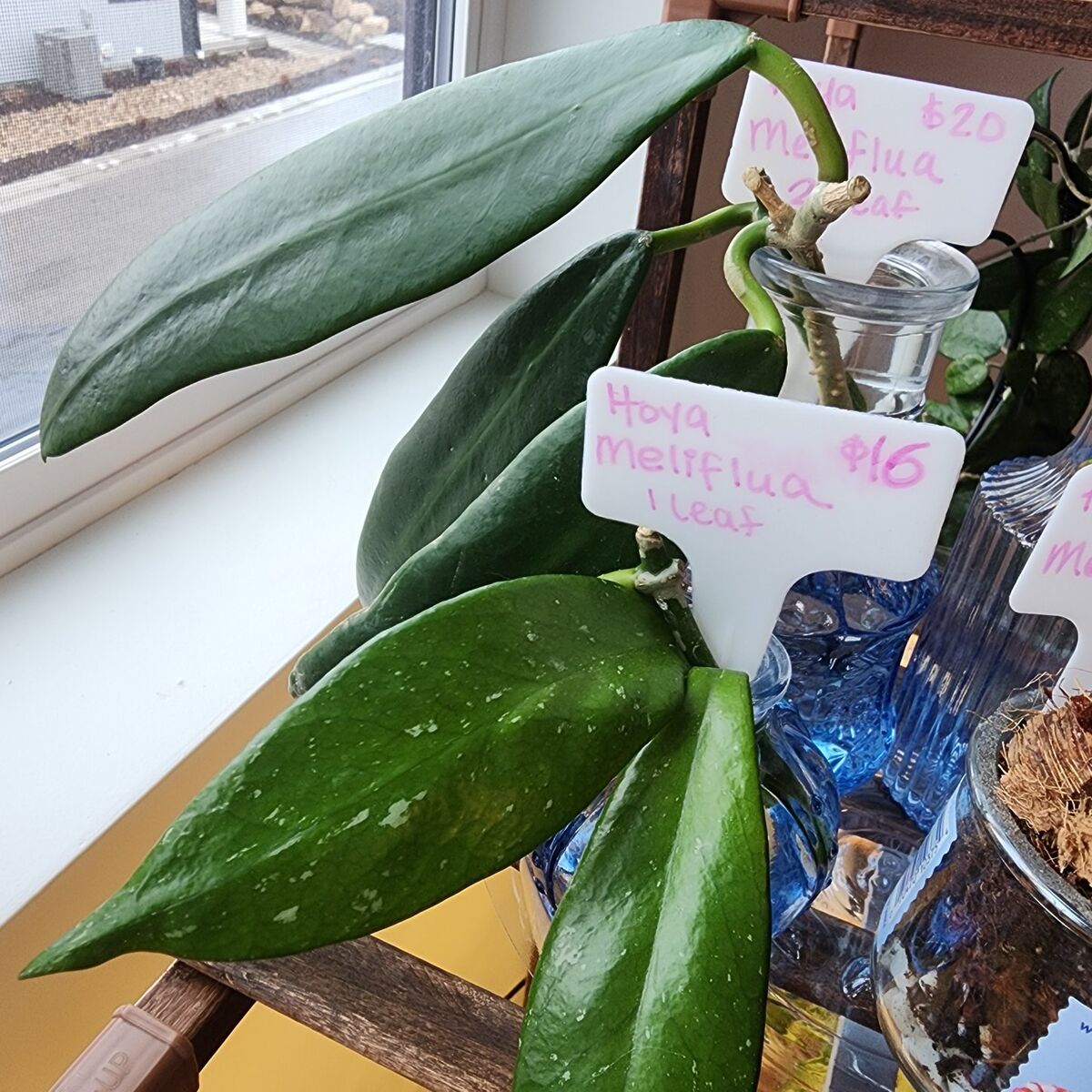 Hoya Meliflua leaf cuttings $16 - $20