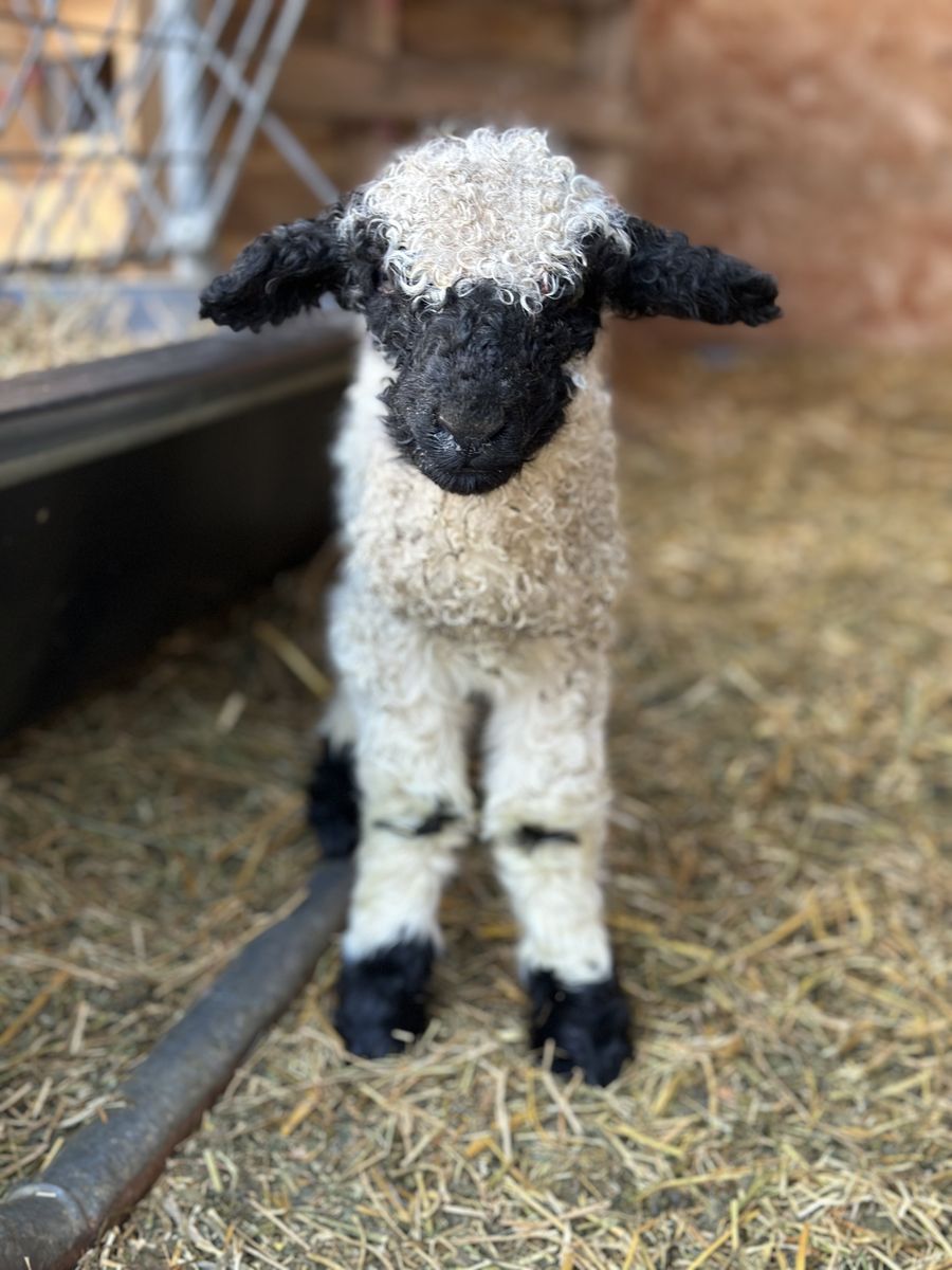 Valais Blacknose lambs