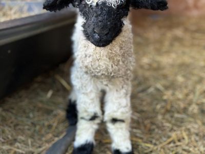 Valais Blacknose lambs