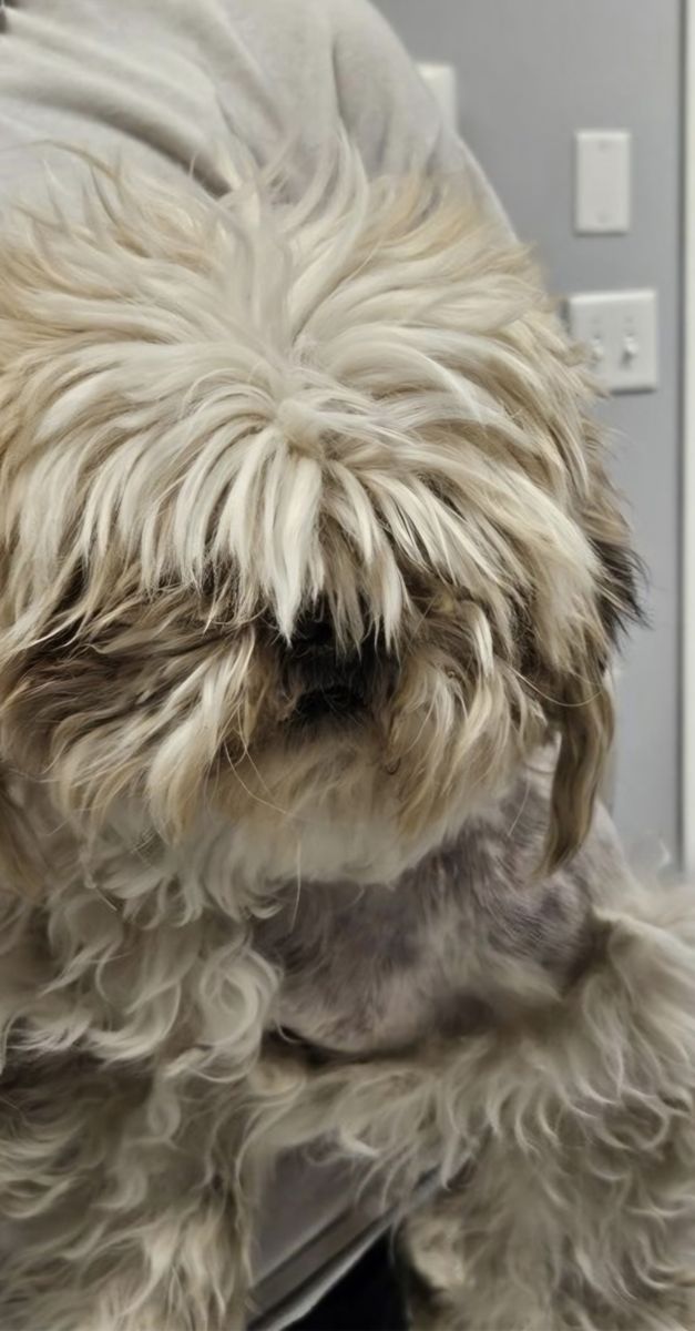 Dale,  3 year old lhasa also mix
