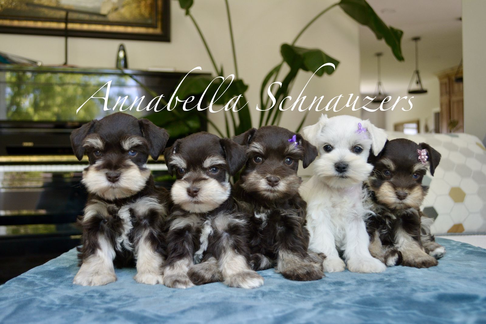 AKC Toy Schnauzer Puppies