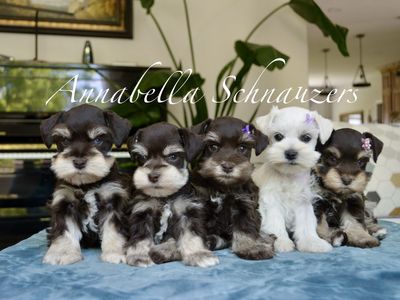 AKC Toy Schnauzer Puppies