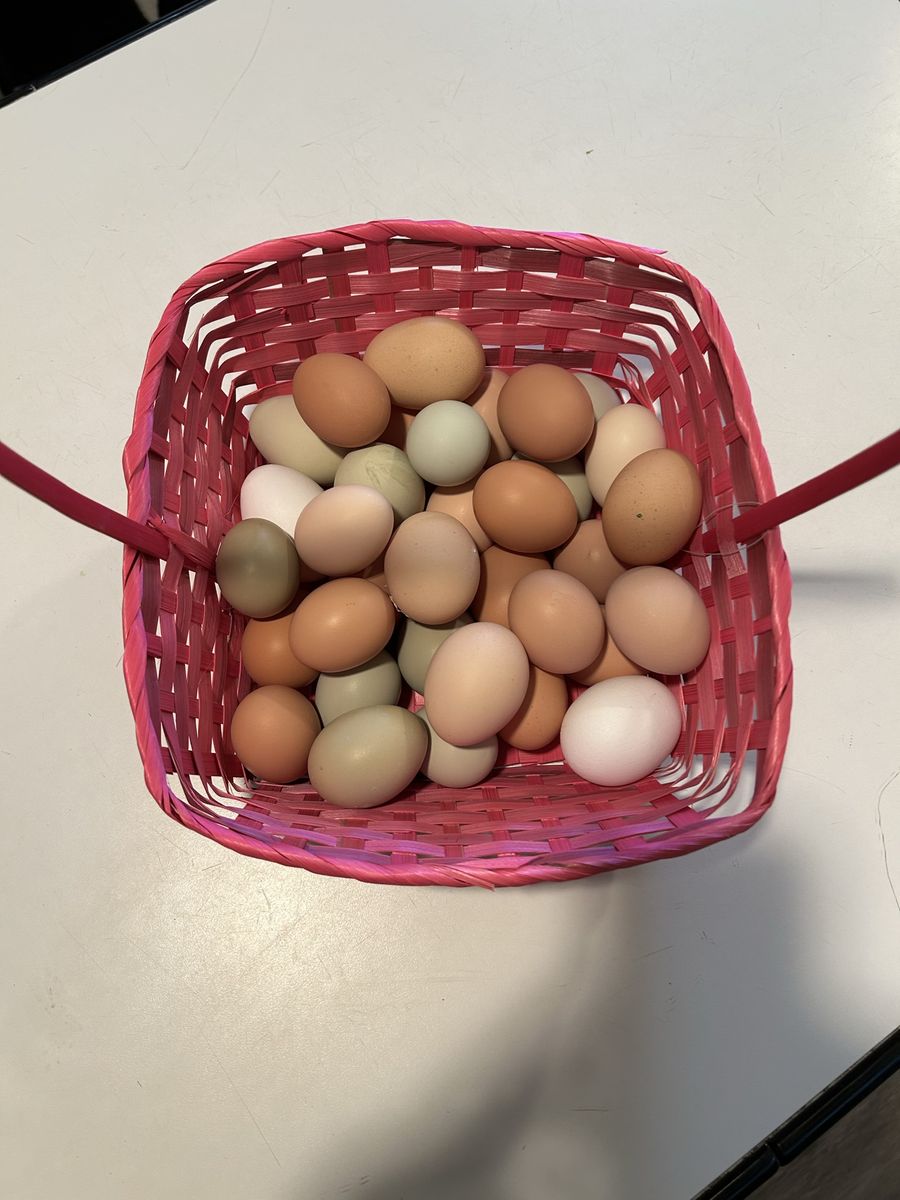 Farm fresh Eggs for sale