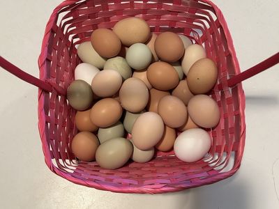 Farm fresh Eggs for sale