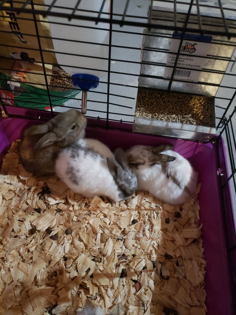 Baby rabbits