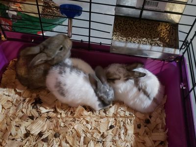 Baby rabbits