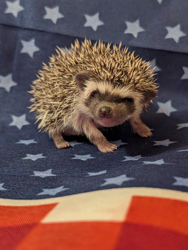 Baby Male Hedgehog "Quilliam"